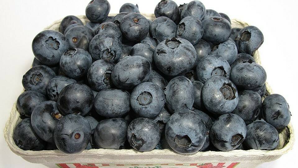 blueberry-2529980_960_720|23601_modal|fruit-3301399_960_720